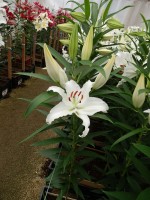 [5279 Universe EVR No02.JPG]